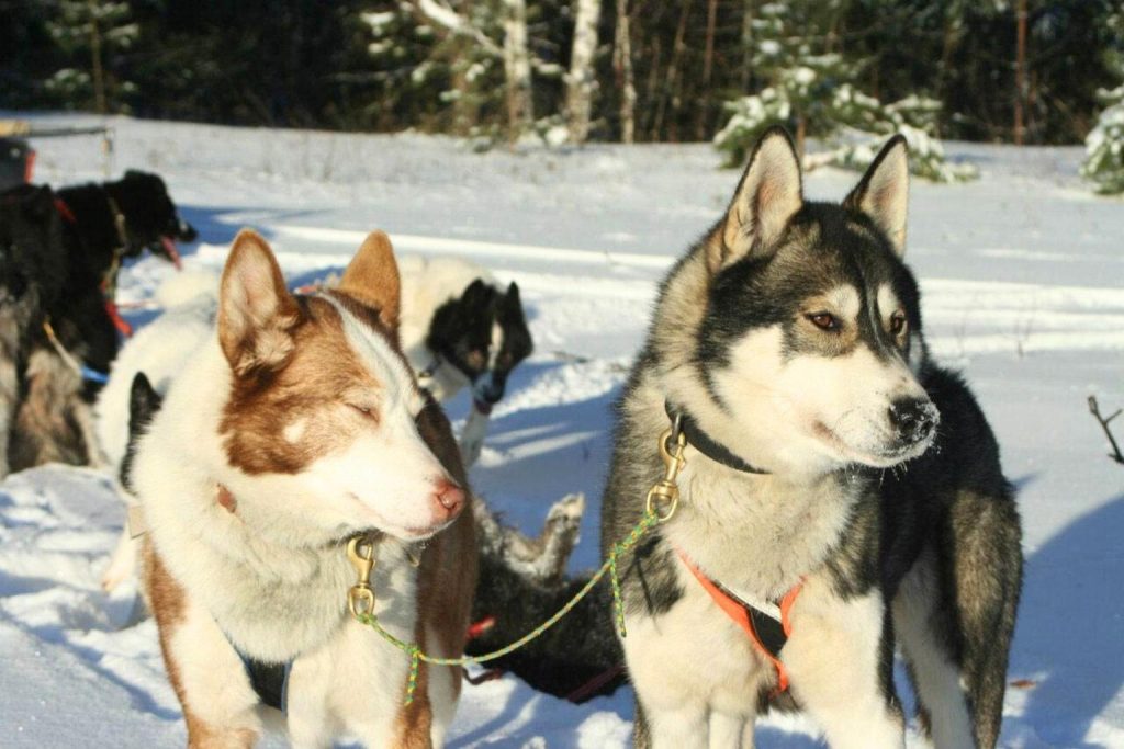 Multiple Chukotka sled dogs with thick fur and pointy ears standing in snow, ready to pull sled in snowy forest under blue sky.