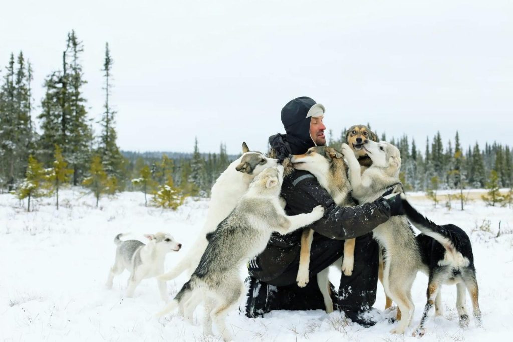 Chukotka sled dogs of varied colors surround a man in black jacket in snowy forest, showing lively and affectionate pack behavior.