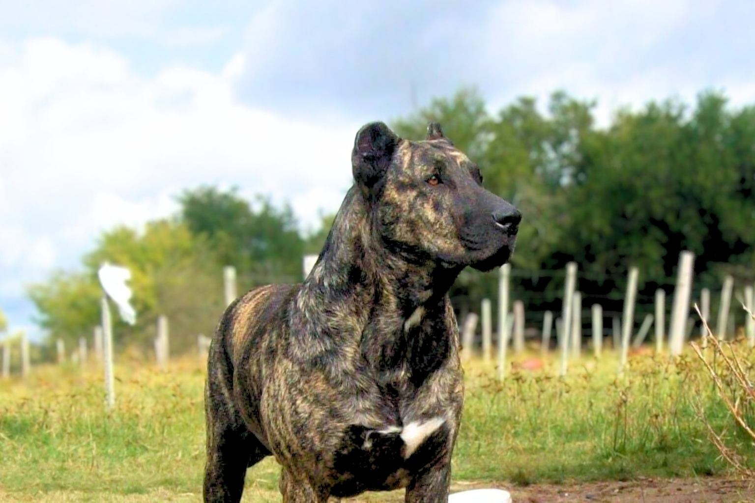 50+ Wildly Cool Cimarron Uruguayo Dog Names That'll Match Their Fierce ...