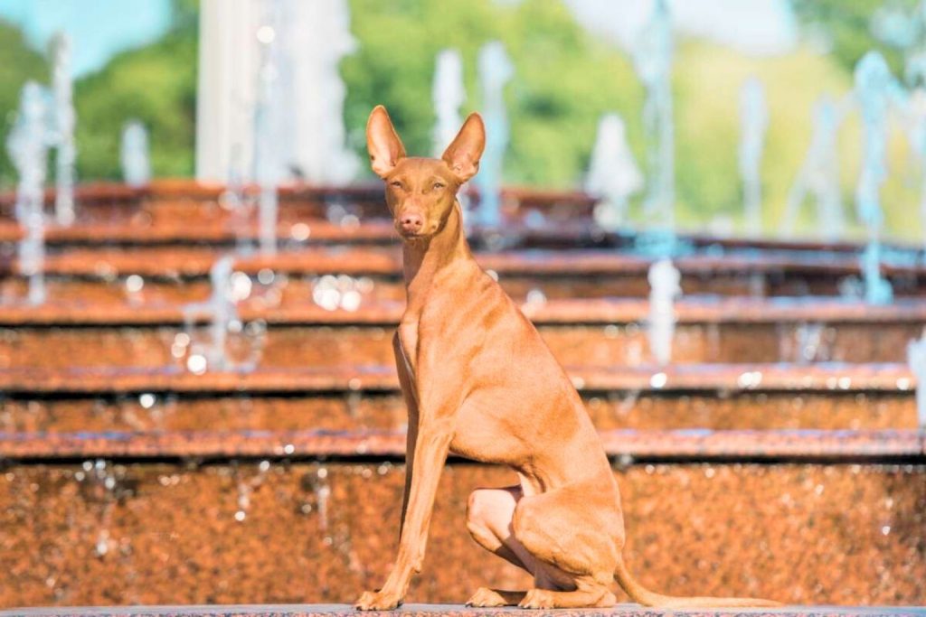 Cirneco dell’Etna dog with slender, orange coat sitting alert in front of a multi-tiered fountain in a peaceful garden setting.