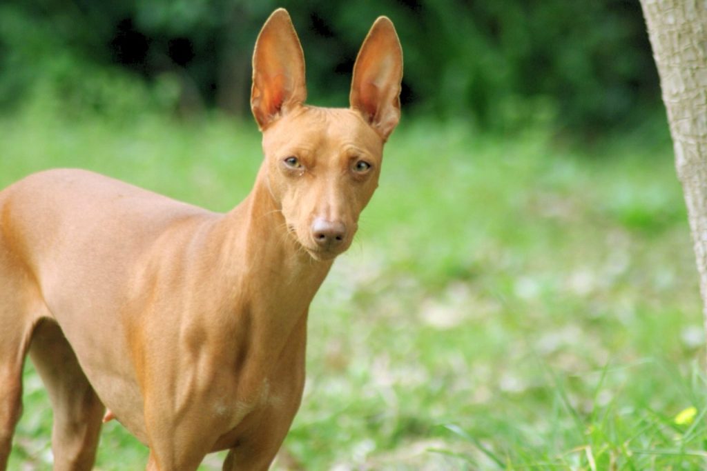 Tan Cirneco dell'Etna dog with erect ears and smooth coat standing in grassy area with soft green foliage and tree trunk in background.