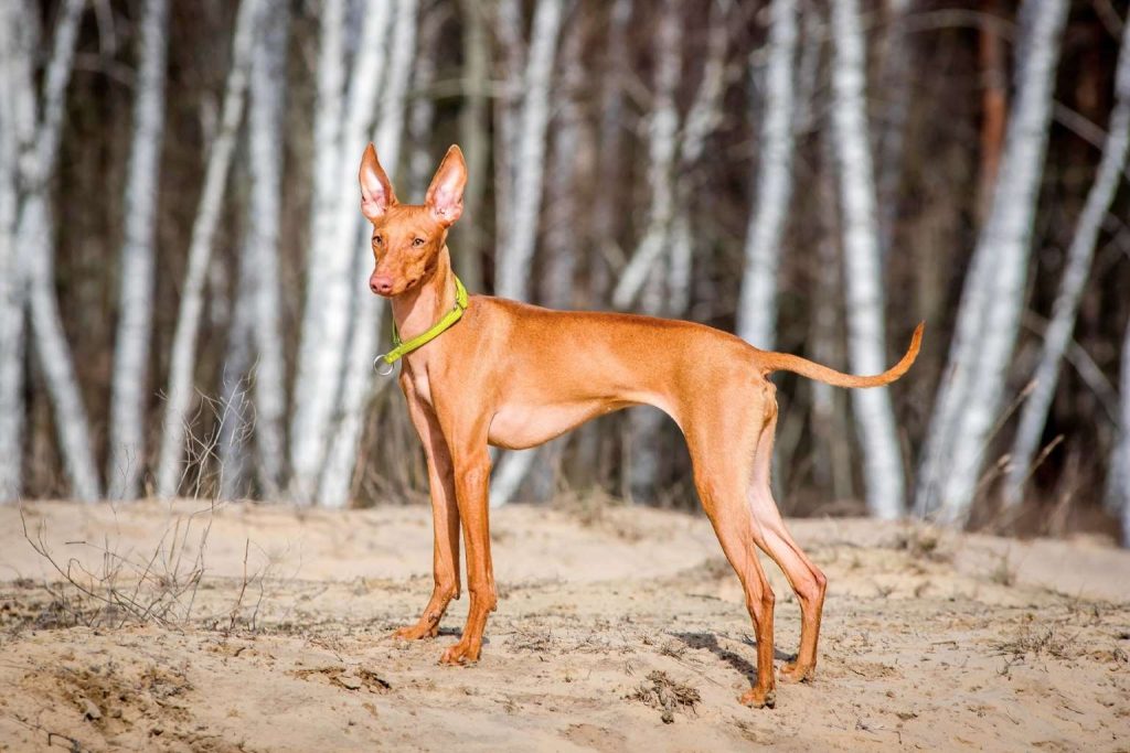 Cirneco dell’Etna dog with reddish-brown coat standing on sandy ground among slender trees, displaying an athletic build.