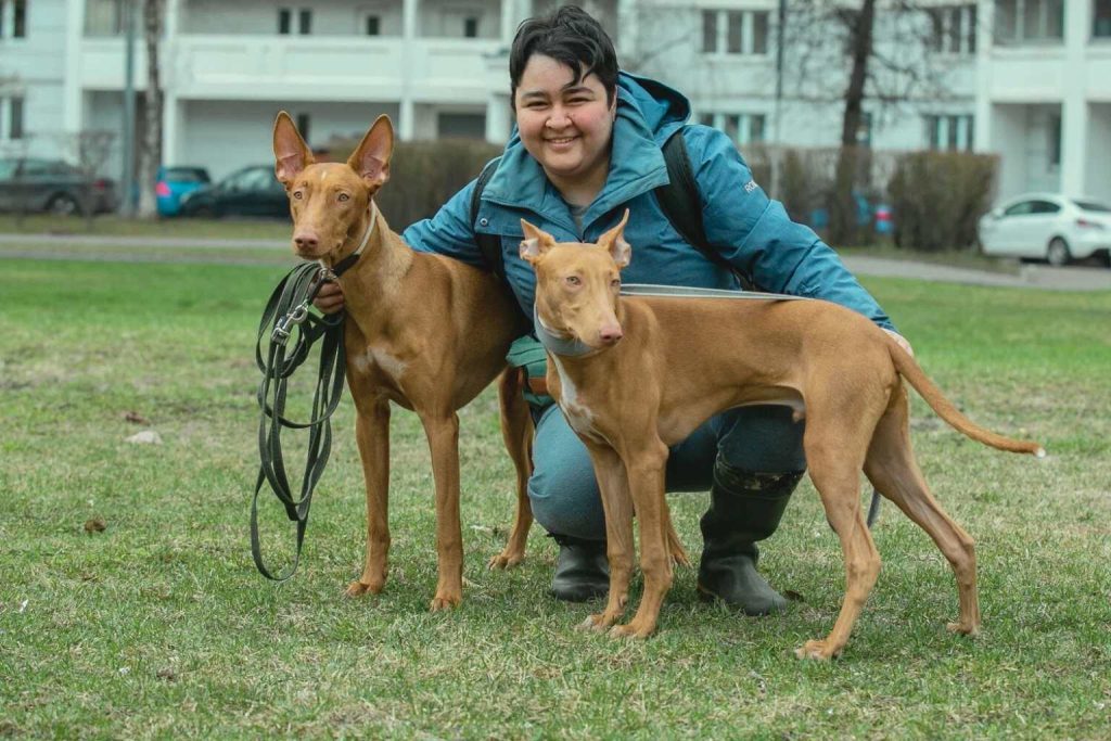 Cirneco dell’Etna dogs with reddish-brown coats and large pointed ears on a green lawn, with person and urban background.