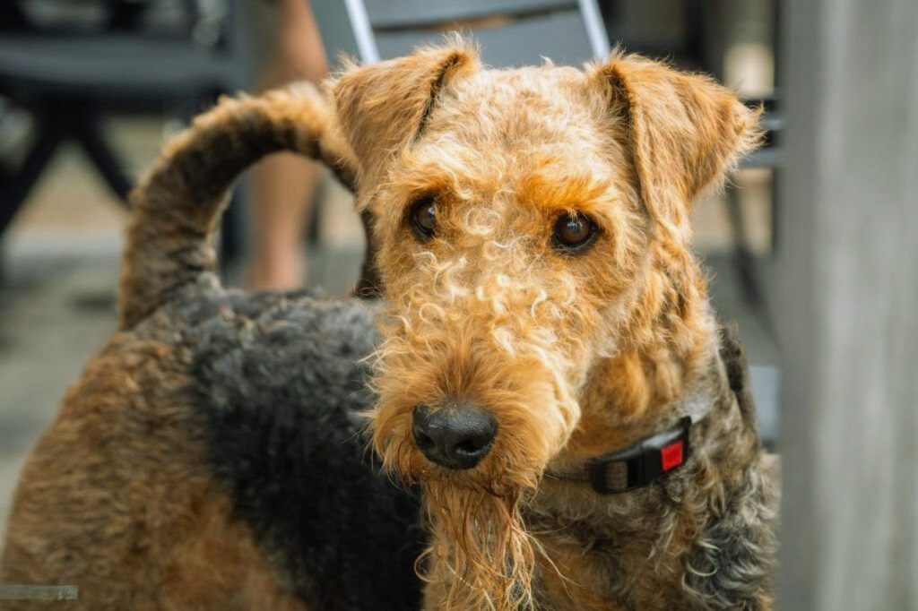 Close-up of an Airedale Terrier dog with a shaggy coat and red-buckled collar, looking directly at the camera

