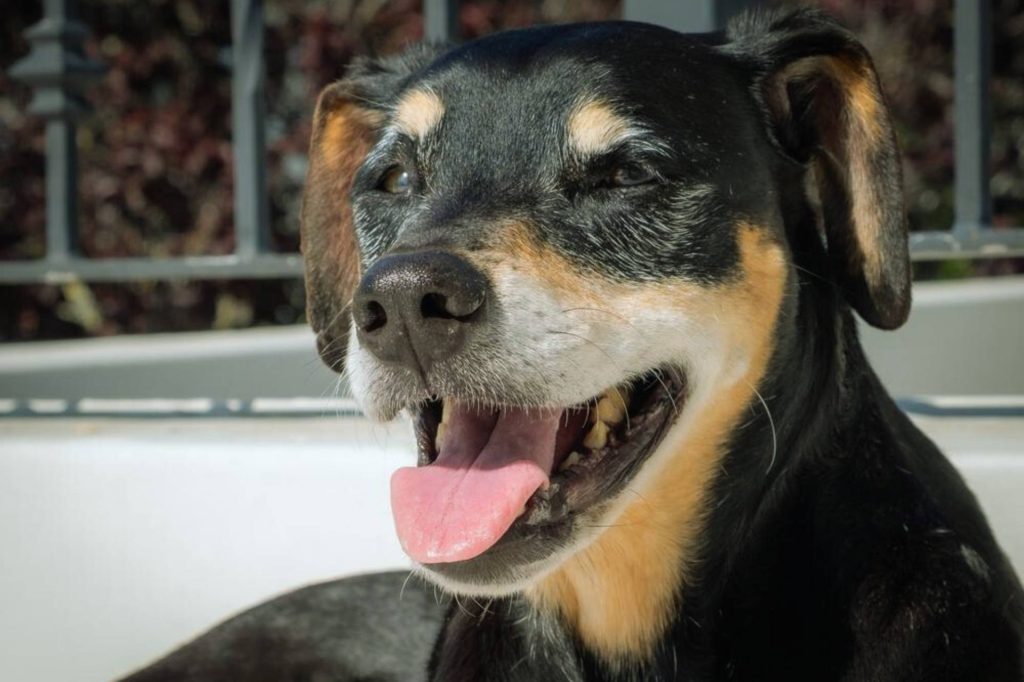 Close-up of Africanis dog with black, tan, and white fur, tongue out, and graying muzzle

