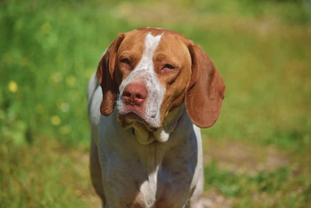 Close-up of Artois Hound dog with white and reddish coat, wearing a collar, standing on green grass in bright sunlight