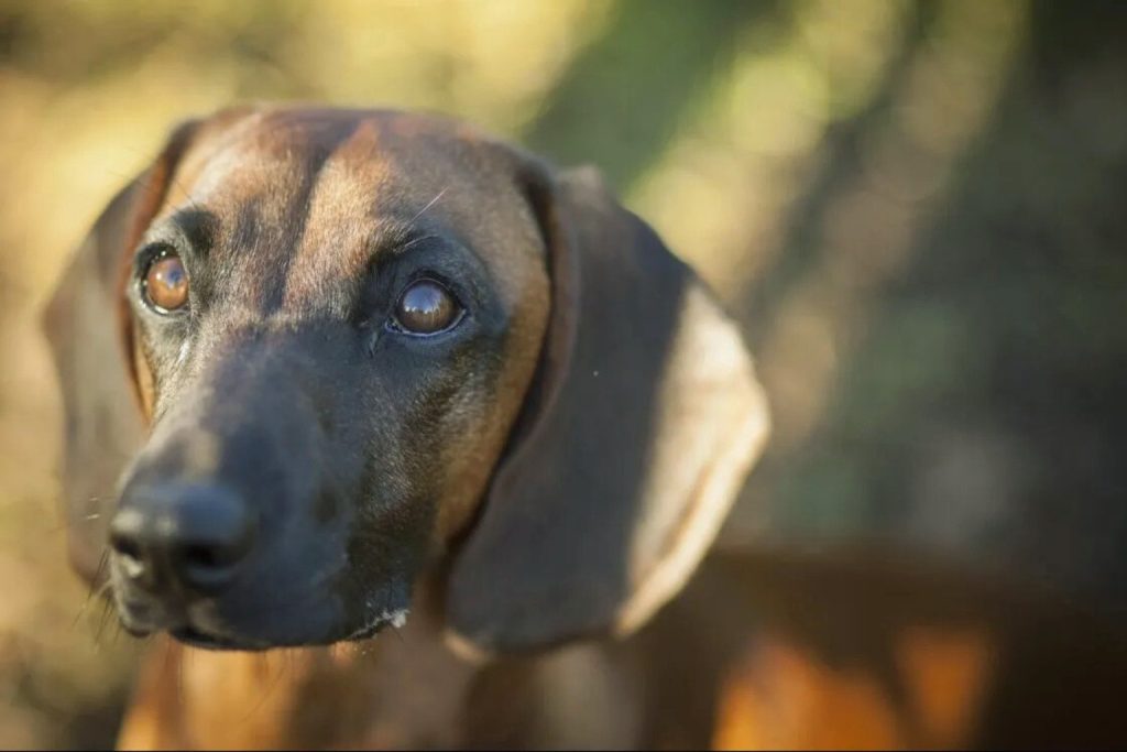 Close-up of Bavarian Mountain Hound with reddish-brown coat, amber eyes, and floppy ears outdoors in natural light