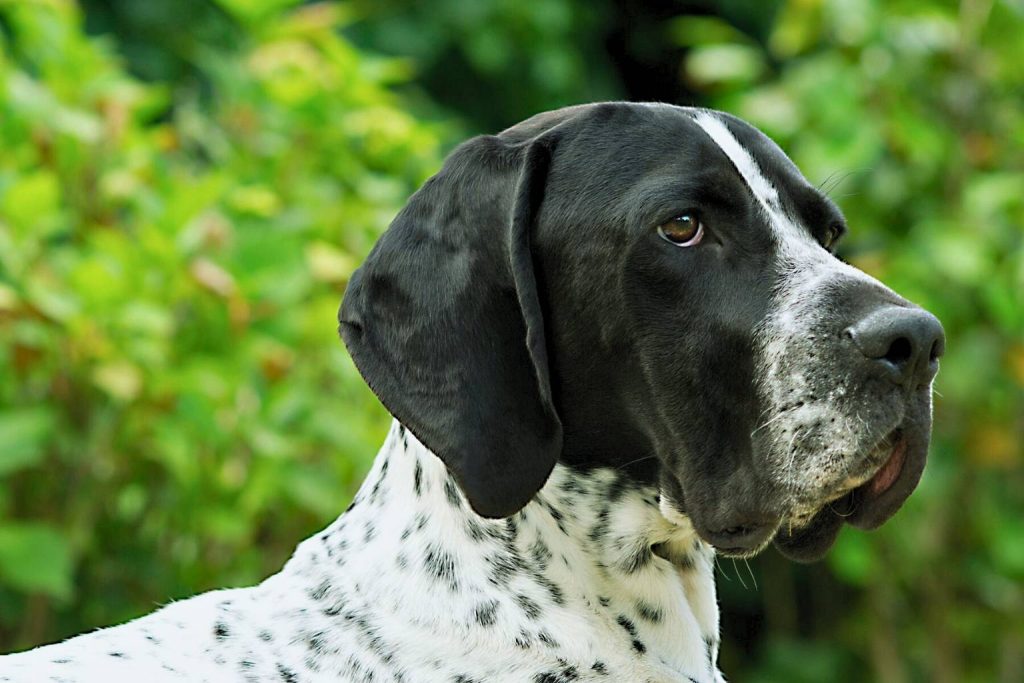 Close-up of Braque d'Auvergne Dog with black and white speckled coat, dark facial mask, and alert expression against blurred greenery