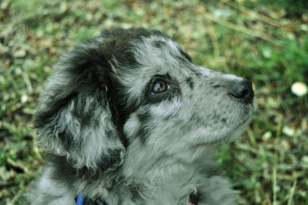 Close-up of Carea Leonés dog with mottled gray and black coat, soft curly fur, warm brown eyes in outdoor setting