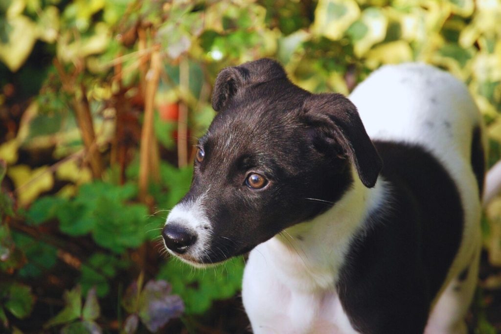 Close-up of Chien Français Blanc et Noir dog with black and white coat, amber eyes, shiny black nose, against green-yellow foliage.
