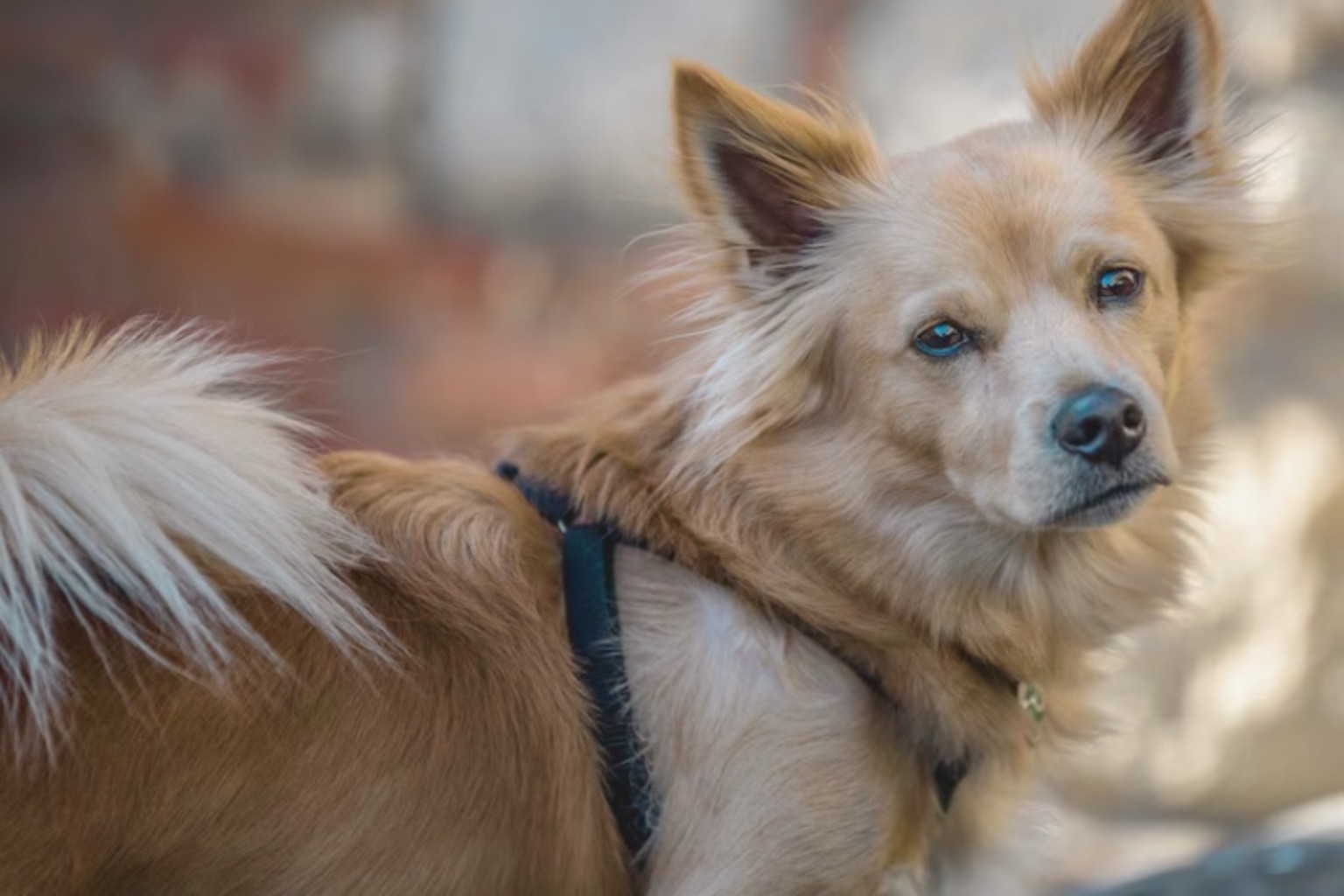 Close-up of fluffy tan Alopekis dog with white tail tip, blue-gray eyes, and dark harness
