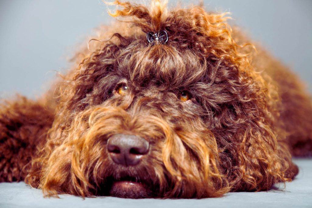 Barbet Dog close-up shows curly dark brown coat, amber eyes, and soft gray-blue background, highlighting its fluffy head and face