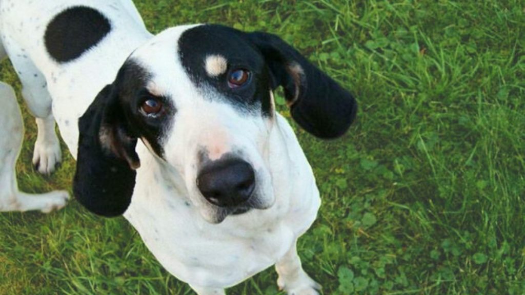 High-angle close-up of Ariegeois Dog with black and white fur, pricked ears, looking at camera on vibrant green grass.