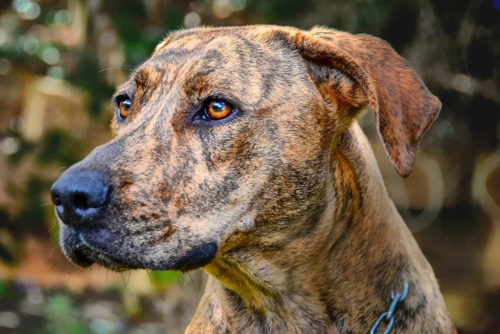 Close-up of Banjara Hound Dog with mottled brown-tan coat, amber eyes, erect ears, and subtle blue chain on blurred green background