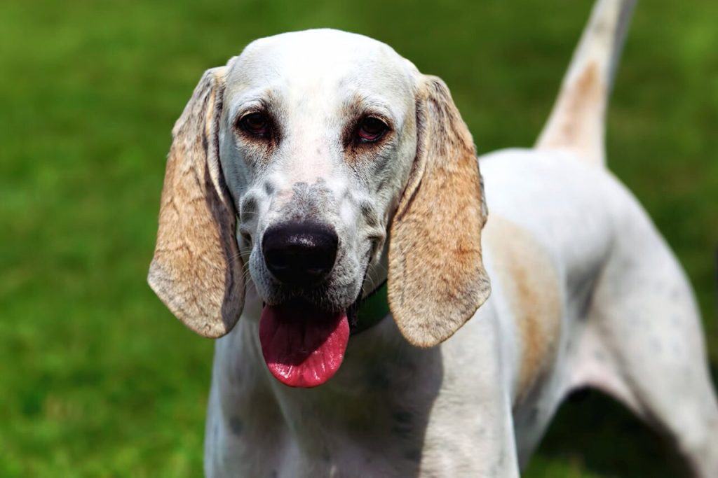 Billy Dog with white coat and beige markings, floppy ears, and alert expression stands outdoors with green grass background