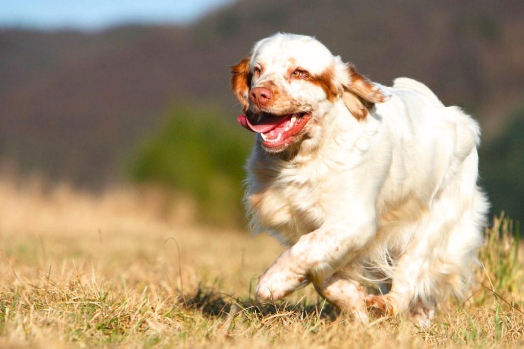 White and light brown Clumber Spaniel running joyfully through a golden grassy field, tongue sticking out, fur ruffled by wind.