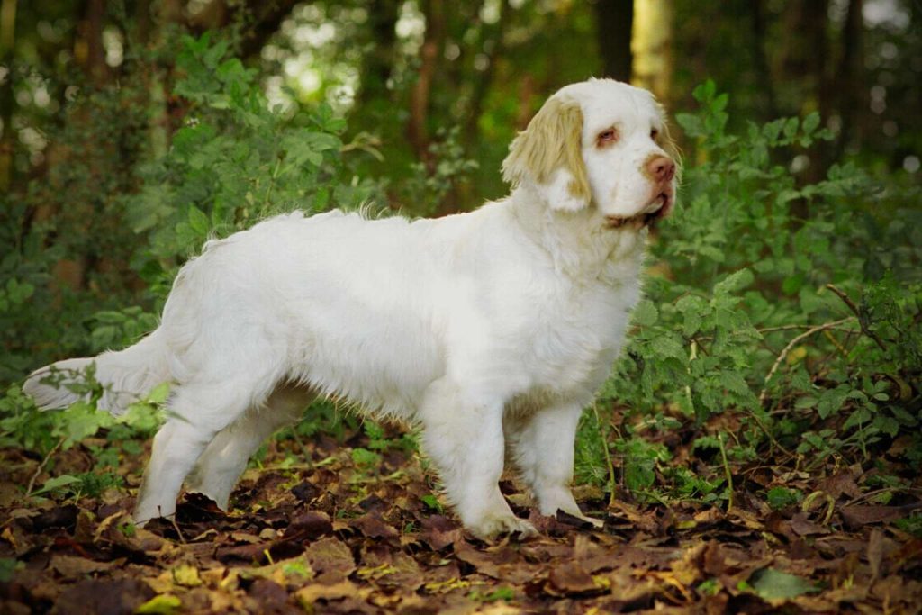 Clumber Spaniel with white coat and tan head standing alert on bed of leaves in wooded area with soft natural light.