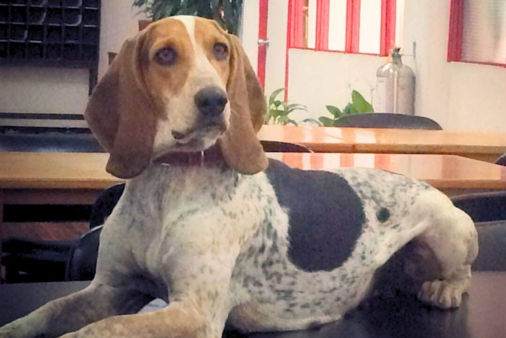 Colombian Fino Hound dog with brown and white patches, wearing a collar, lying on a table indoors with chairs and window in background.