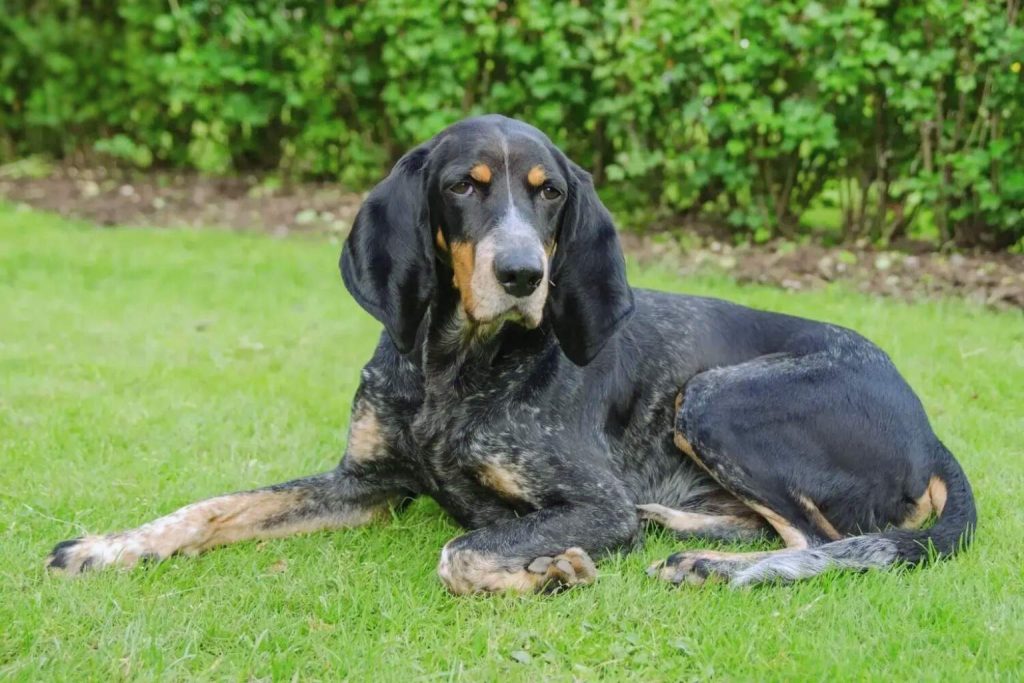 Relaxed Colombian Fino Hound with sleek dark coat lying on vibrant green lawn next to dense green bushes.