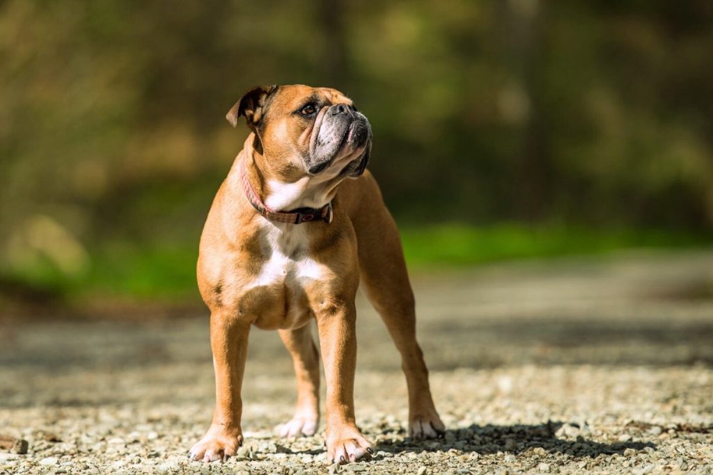 Continental Bulldog standing proudly in a natural setting with a rich brown coat and white chest patch.