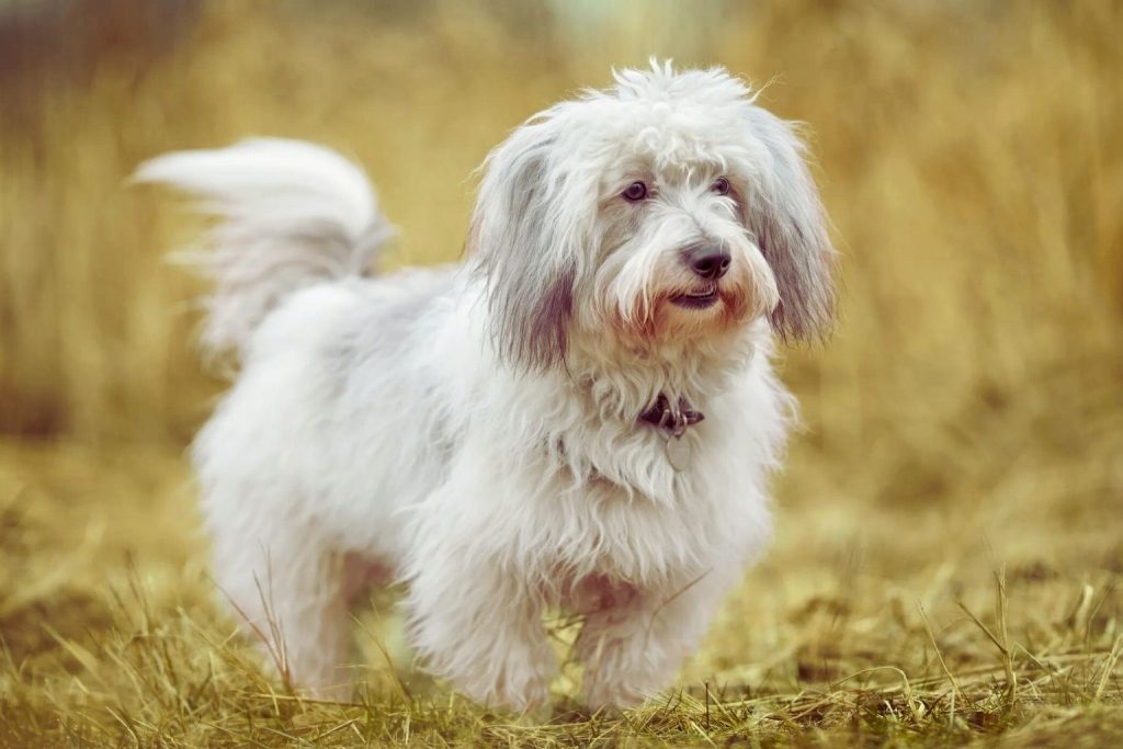 A small, fluffy white Coton de Tulear dog with a cotton-soft coat standing outdoors.