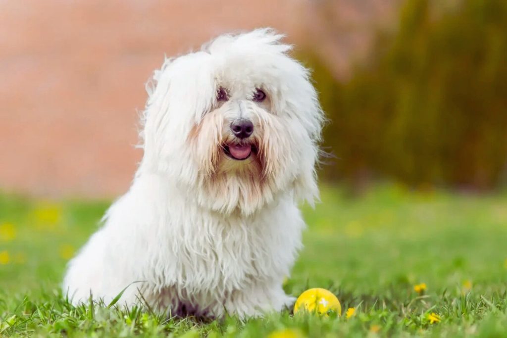 Fluffy white Coton de Tulear sitting in green grass with soft fur partially covering eyes, yellow ball nearby.