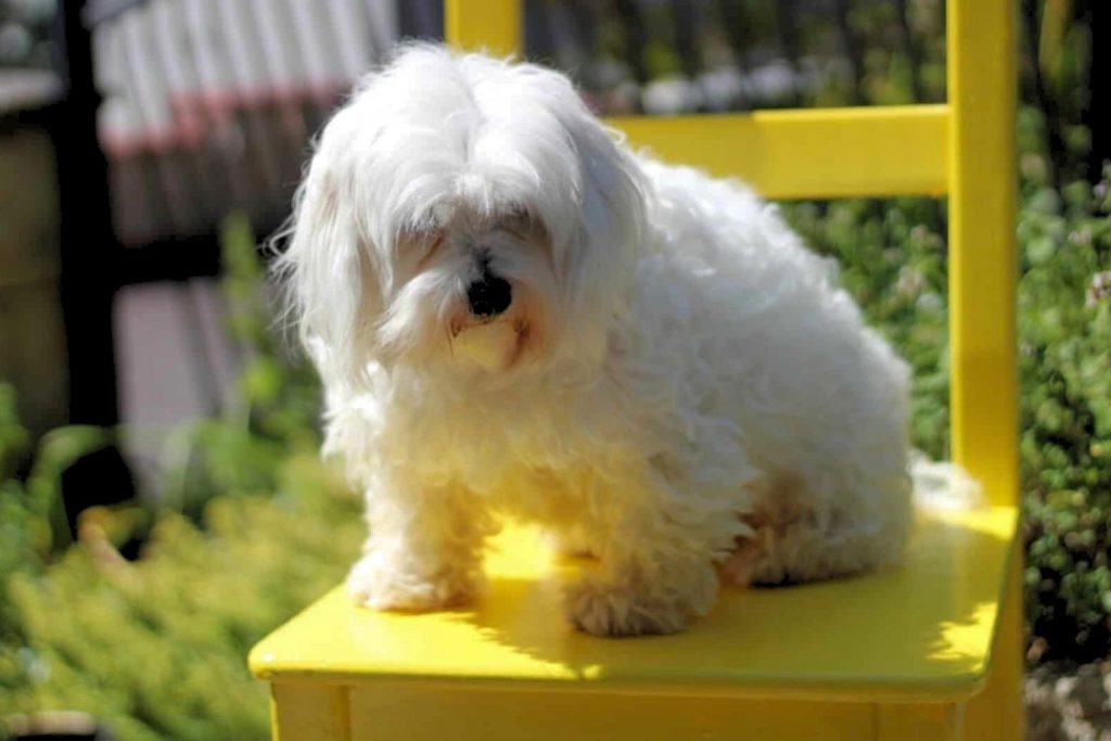 White Coton de Tulear dog with fluffy fur seated on a bright yellow chair in a sunlit garden setting.