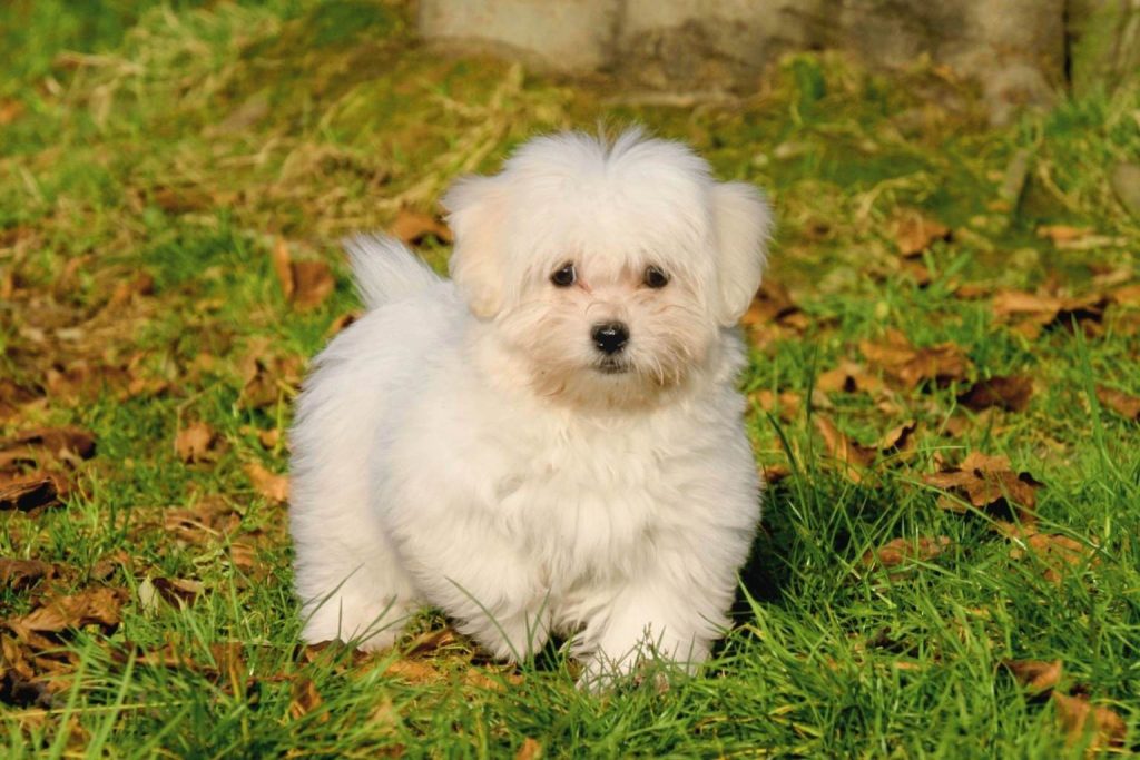 Small, fluffy white Coton de Tulear standing alert in vibrant green grass with brown leaves under warm sunlight.