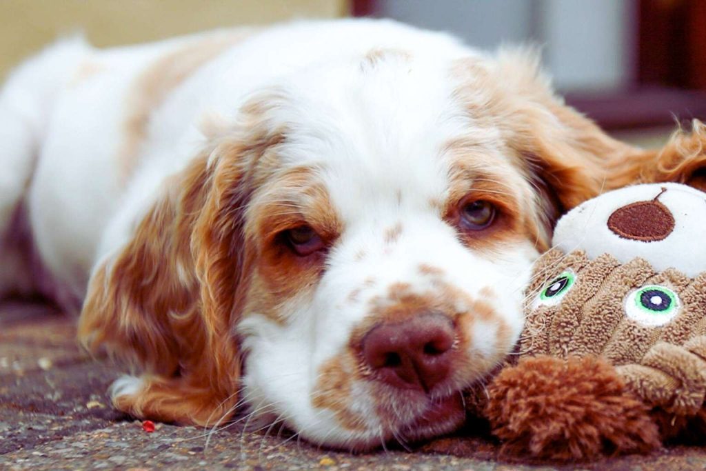 Clumber Spaniel with soft white and light brown coat resting head on plush toy, eyes calm and content in cozy setting.