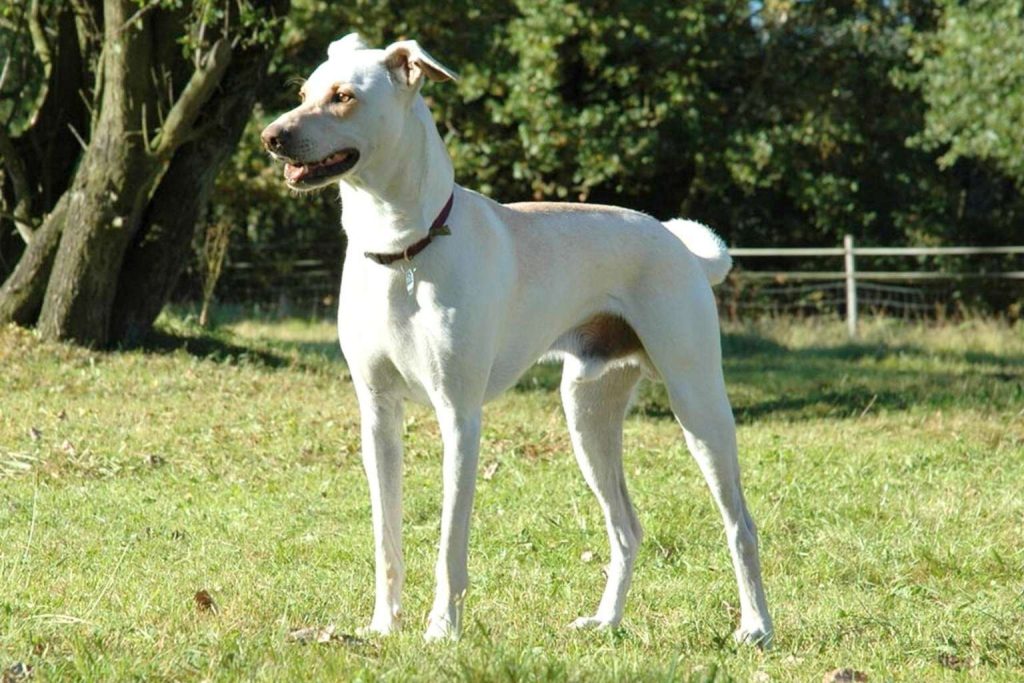 White and tan Cretan Hound dog standing in a grassy field with erect ears, curled tail, and dark collar on a sunny day.