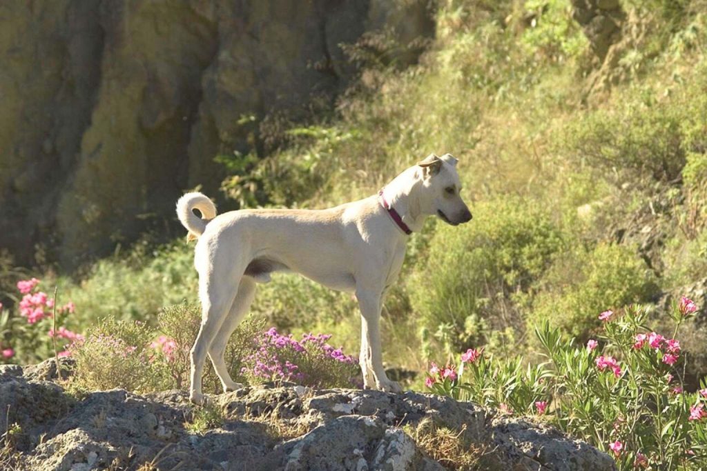 Cream-colored Cretan Hound Dog with curled tail and pink collar stands on rocky terrain surrounded by pink flowers and greenery.