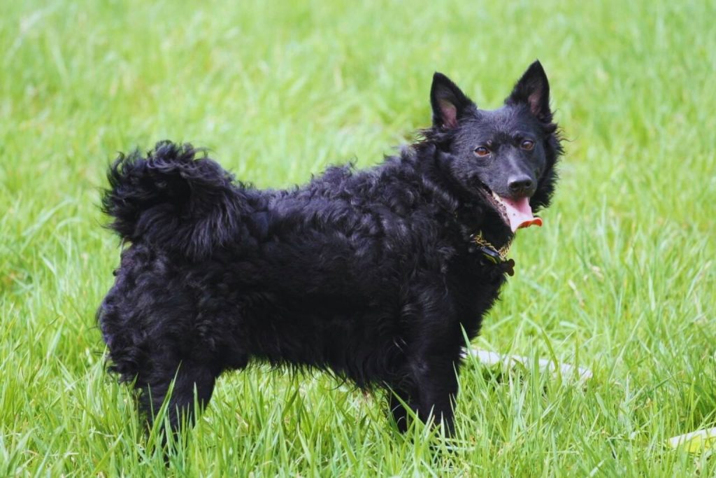 Alert black Croatian Sheepdog with curly coat and curled tail, standing in lush green grass, tongue slightly out.