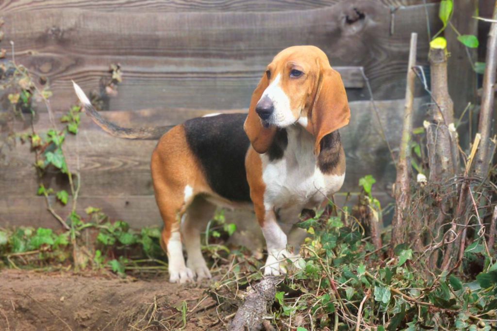 Basset Artésien Normand Dog with white and brown coat stands alert near fence, surrounded by plants and debris-covered ground