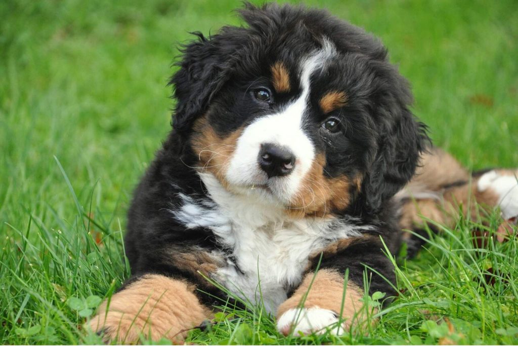 Bernese Mountain Dog puppy with tri-color fluffy fur lies in a vibrant green grassy field looking curious and alert