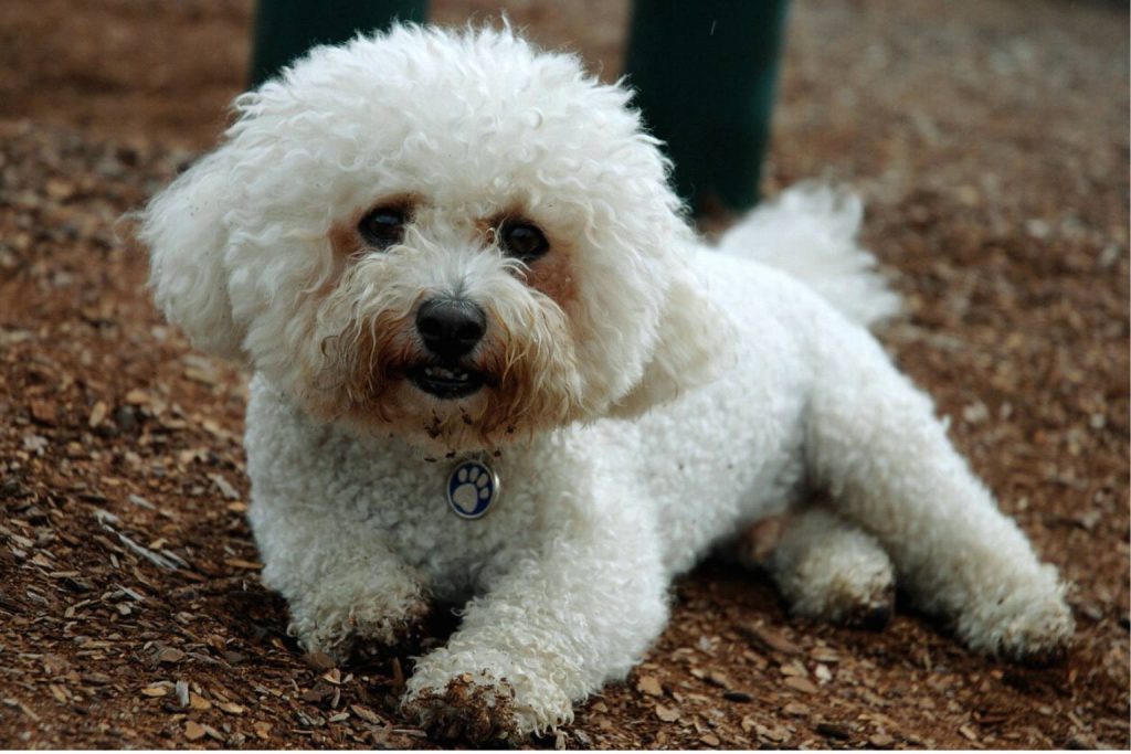 Bichon Frise Dog with fluffy white fur lies on dark wood chips, wearing light-blue collar, looking slightly toward the camera