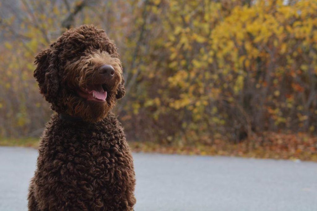 Curly-coated Barbet Dog with dark brown fur sits outdoors on gray pavement with autumn foliage in background