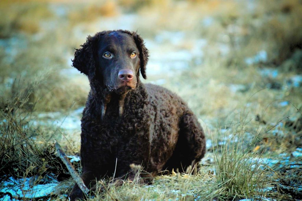 Dark brown Curly-Coated Retriever dog with tight curls and yellow-gold eyes sitting in dry grass with patches of snow.