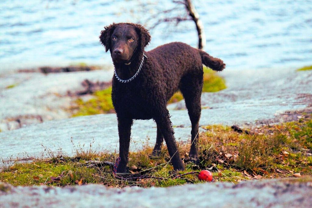 Curly-Coated Retriever dog with dark brown, thick curly fur, silver chain collar, standing on rocky terrain near water.