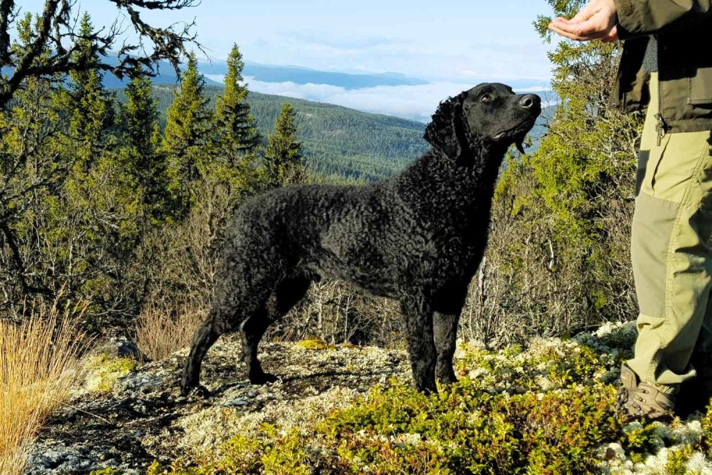 Black Curly-Coated Retriever Dog with tight curls and silver chain collar standing on rocky terrain near water and vegetation.