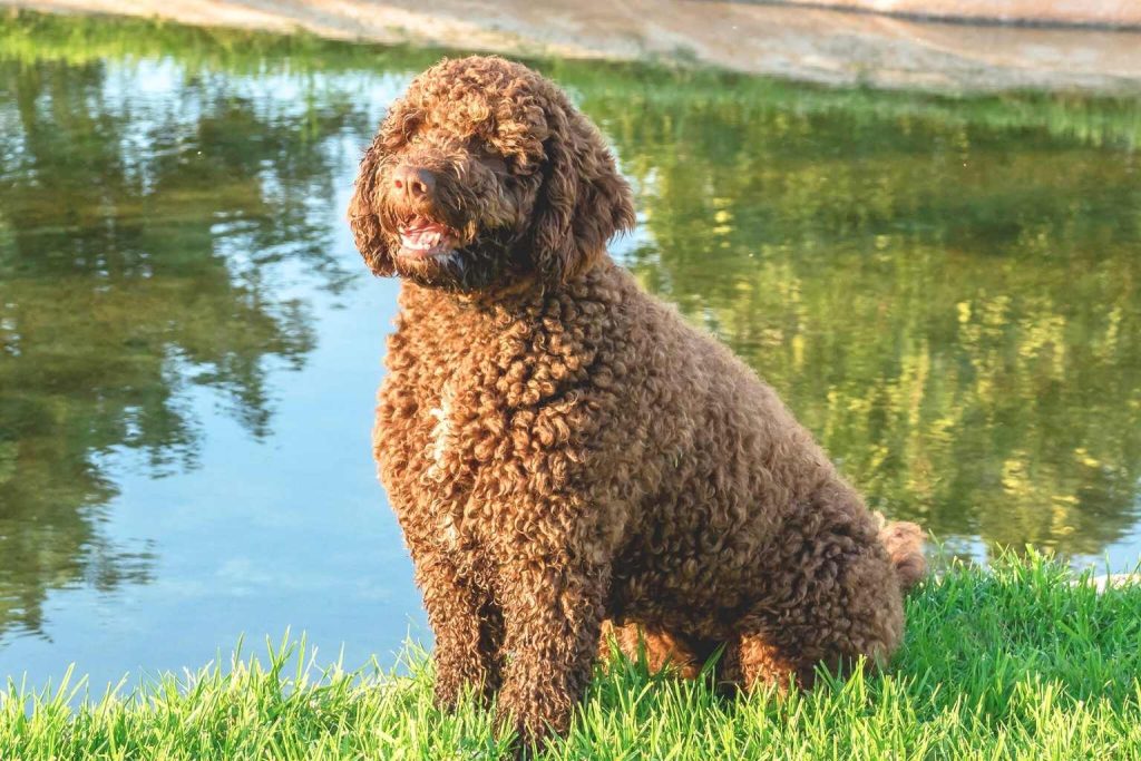 Alert brown, curly-coated Cantabrian Water Dog sitting happily in the grass near a water reflection.