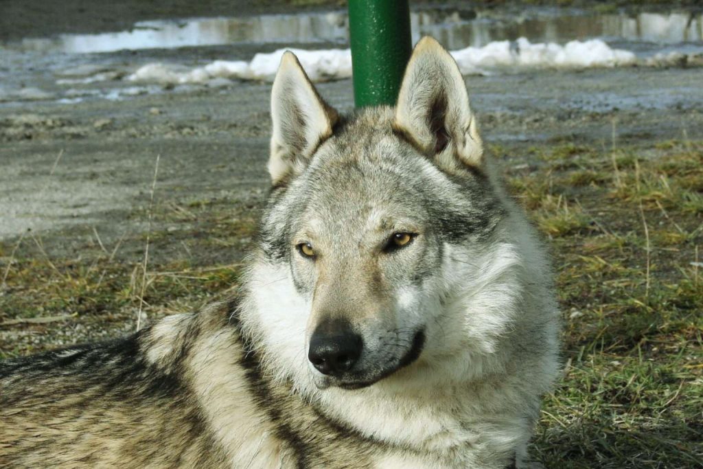 Gray and white Czechoslovakian Wolfdog with dark stripes, erect ears, and yellow eyes resting on green grass near a green pole.
