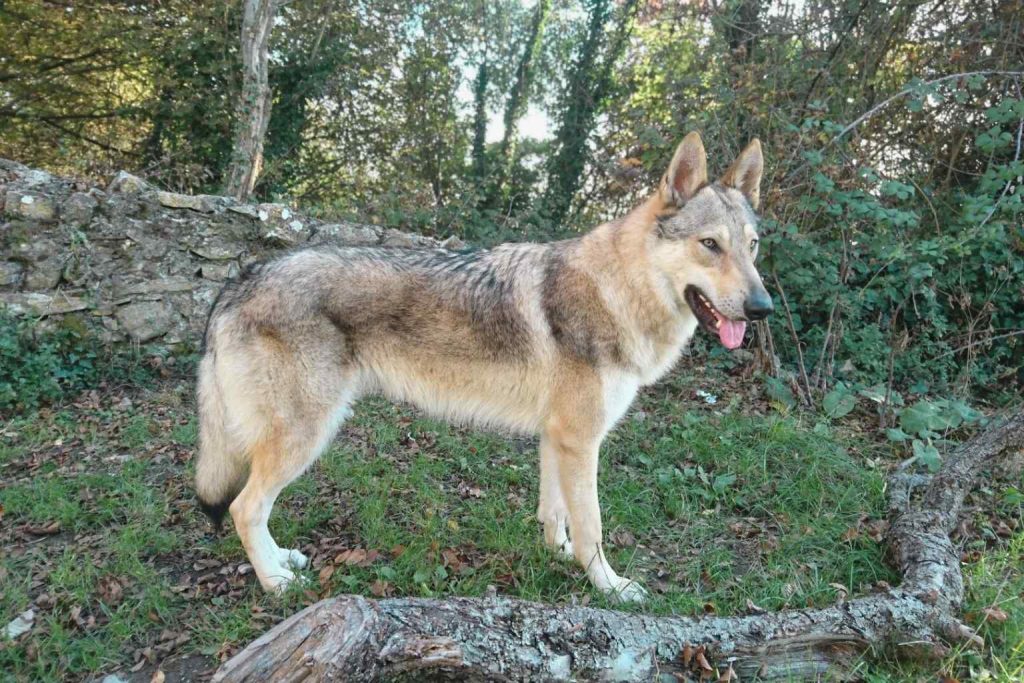 Czechoslovakian Wolfdog with beige-gray coat and upright ears stands alert in grassy area near trees and stone wall.
