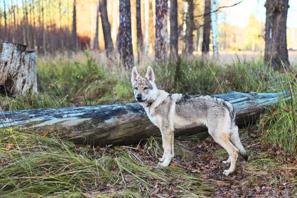 Czechoslovakian Wolfdog standing alert in forest with light gray and beige coat, upright ears, near moss-covered fallen log.