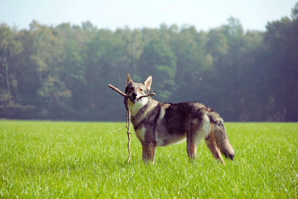 Czechoslovakian Wolfdog with gray and beige coat stands in grassy field holding branch, facing slightly left with clear blue sky background.