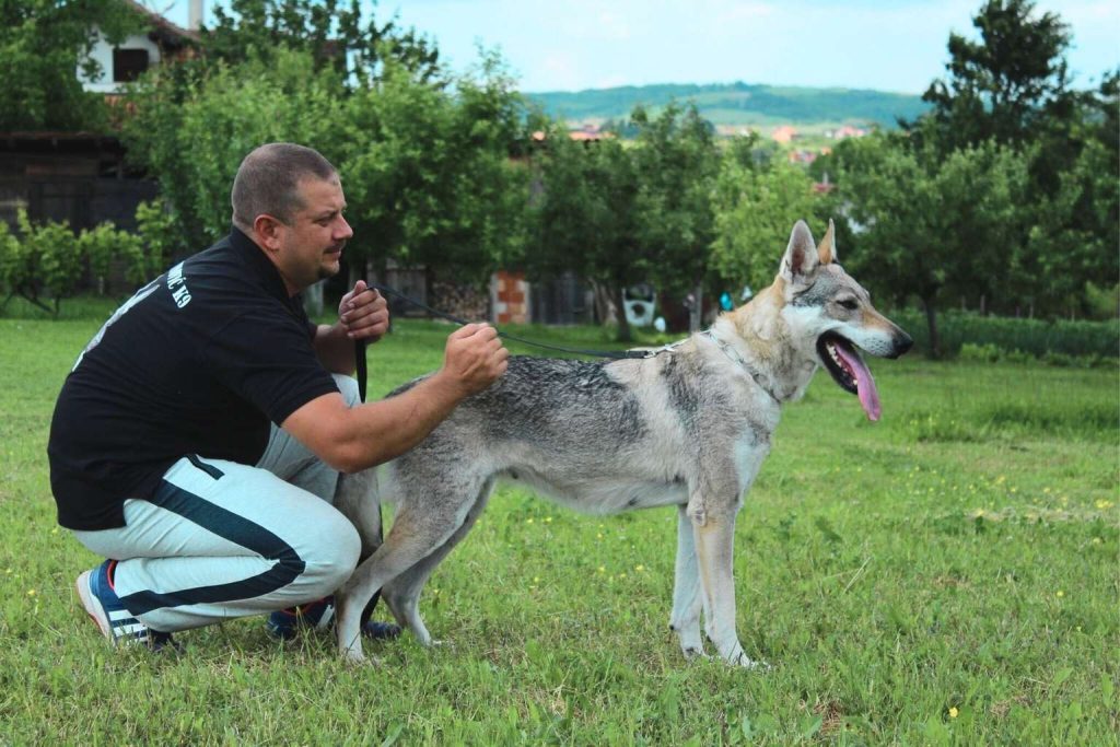 Czechoslovakian Wolfdog with gray and lighter patches, wearing metal collar, standing on green lawn with man holding leash in park setting.