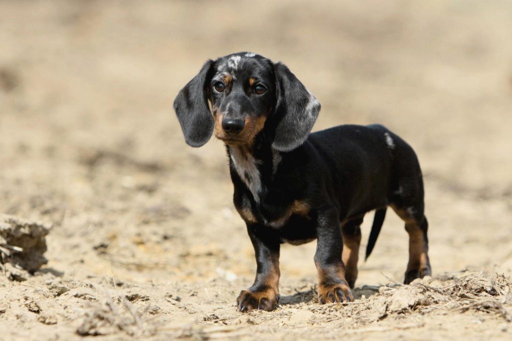 Black and tan dappled Dachshund puppy with short smooth coat and floppy ears standing on sandy ground.