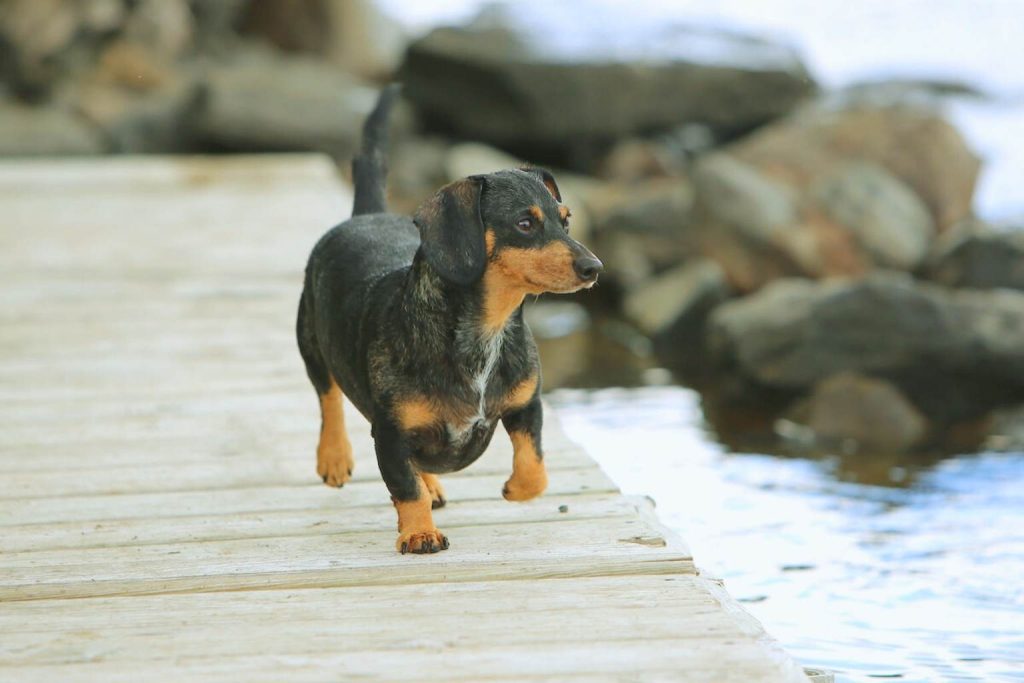 Dachshund dog with black and brown fur standing on a wooden boardwalk near blue water and rocks.