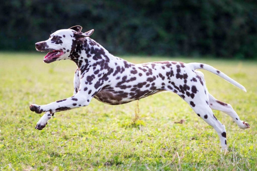 Brown and white Dalmatian dog in mid-stride, running on lush green lawn with white fur spotted with brown patches.