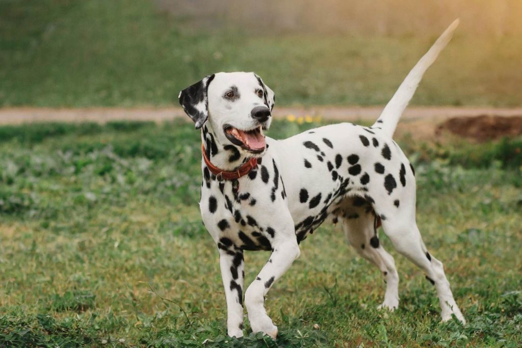 Dalmatian dog with white coat and black spots, wearing red collar, standing alert in grassy field under soft sunlight.