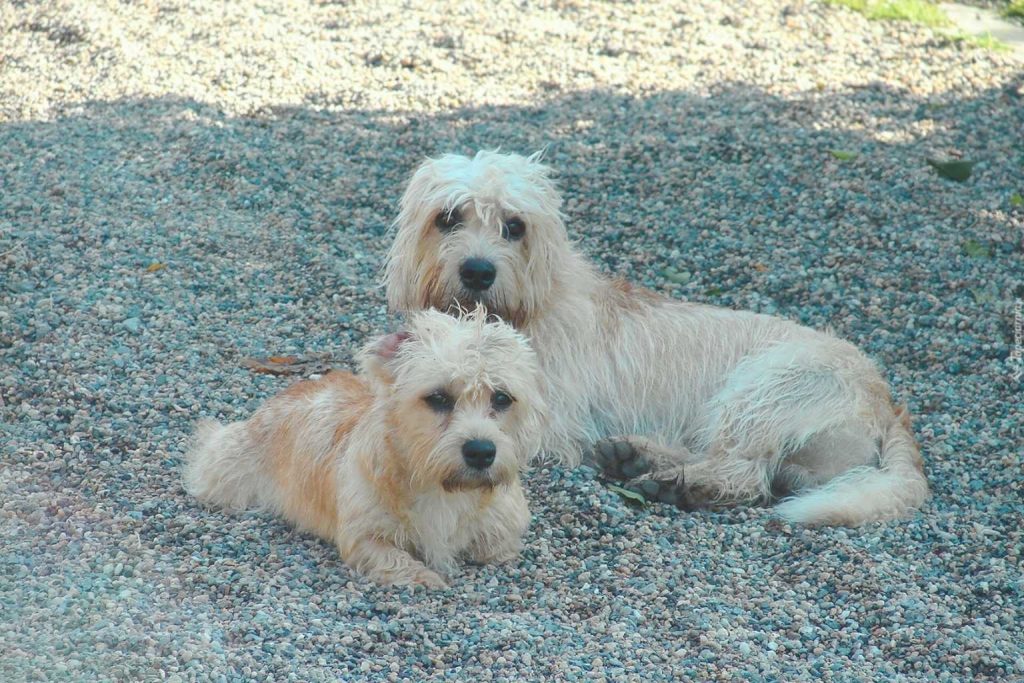 Two light-colored Dandie Dinmont Terriers resting on small rocks, one with short light brown fur, the other with longer white fur.